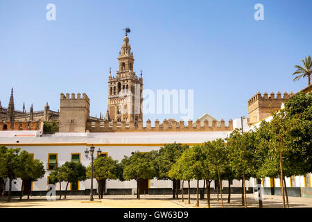 Der Glockenturm Giralda der Kathedrale von Sevilla, gesehen vom Plaza del Patio de Banderas, Andalusien, Südspanien Stockfoto