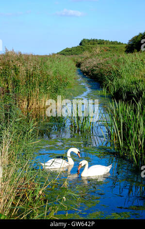 Cley Naturschutzgebiet, North Norfolk, england Stockfoto