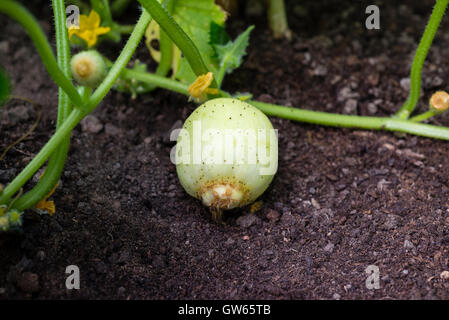 Zitrone Gurke Pflanze (Cucumis Sativus 'Zitrone') mit Obstbau. Stockfoto