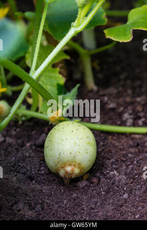 Zitrone Gurke Pflanze (Cucumis Sativus 'Zitrone') mit Obstbau. Stockfoto