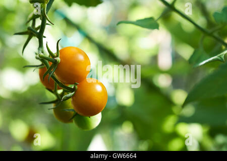 Reifung Sungold Tomaten auf Reben in einem Gewächshaus wachsen. Stockfoto