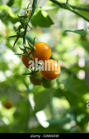 Reifung Sungold Tomaten auf Reben in einem Gewächshaus wachsen. Stockfoto