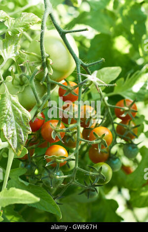 Reifung Sungold Tomaten auf Reben in einem Gewächshaus wachsen. Stockfoto