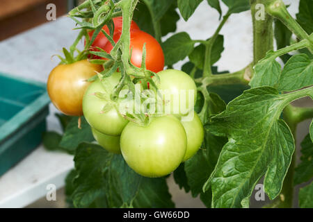 Reifende Moneymaker Tomaten auf Reben in einem Gewächshaus wachsen. Stockfoto