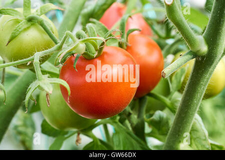 Reifende Moneymaker Tomaten auf Reben in einem Gewächshaus wachsen. Stockfoto