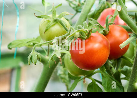 Reifende Moneymaker Tomaten auf Reben in einem Gewächshaus wachsen. Stockfoto