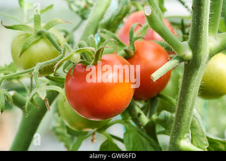 Reifende Moneymaker Tomaten auf Reben in einem Gewächshaus wachsen. Stockfoto