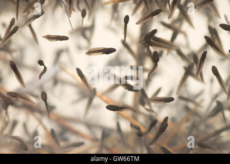 Kaulquappe der Grasfrosch (Rana temporaria) in einer alpinen bog, Alpen, Italien Stockfoto