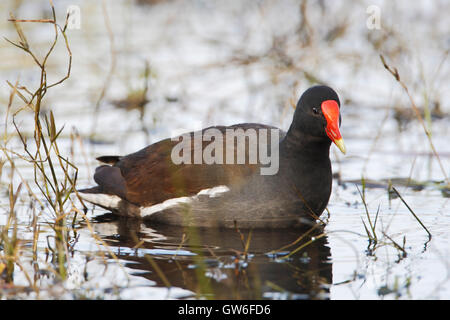 Gemeinsame Gallinule (Gallinula Galeata) auf der Suche nach Nahrung in Sumpf, Kissimmee, Florida, USA Stockfoto