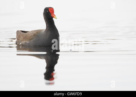 Gemeinsame Gallinule (Gallinula Galeata) schwimmen, Kissimmee, Florida, USA Stockfoto