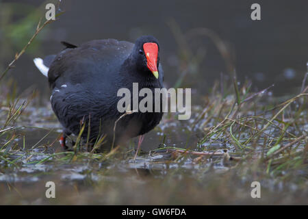 Gemeinsame Gallinule (Gallinula Galeata) auf der Suche nach Nahrung in Sumpf, Kissimmee, Florida, USA Stockfoto