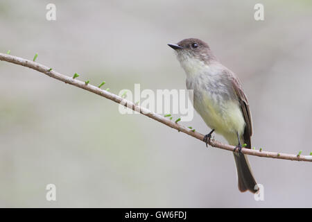 Östlichen Phoebe (Sayornis Phoebe) auf Ast, Kissimmee, Florida, USA Stockfoto