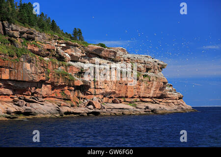 Bonaventure Island in Gaspesie, Kanada Stockfoto