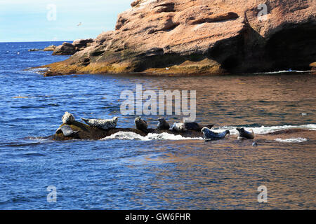 Dichtungen in der Nähe von Bonaventure Island in Gaspesie, Quebec Stockfoto