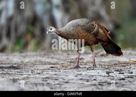 Wilder Truthahn (Meleagris Gallopavo) weibliche stehend, Kissimmee, Florida, USA Stockfoto