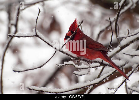 Roter Kardinal im Schnee Stockfoto