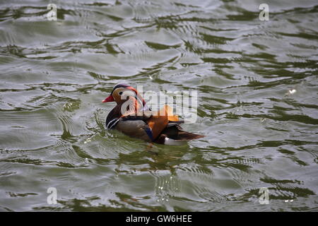 Männliche Mandarinente Stockfoto