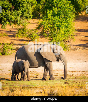 Elefant Elternteil kümmert sich um seine junge Kälbchen in Botswana Stockfoto