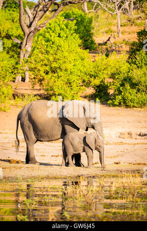 Elefant Elternteil kümmert sich um seine junge Kälbchen in Botswana Stockfoto