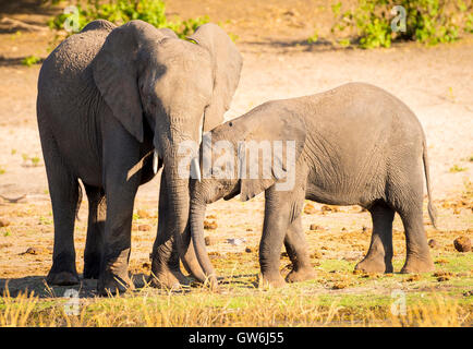 Elefant Elternteil kümmert sich um seine junge Kälbchen in Botswana Stockfoto