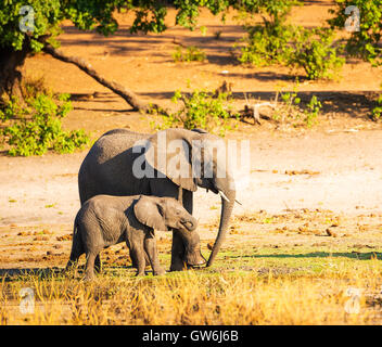 Elefant Elternteil kümmert sich um seine junge Kälbchen in Botswana Stockfoto