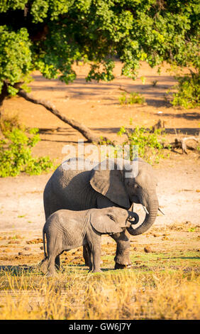 Elefant Elternteil kümmert sich um seine junge Kälbchen in Botswana Stockfoto