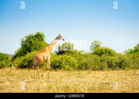 Zu Fuß auf den Ebenen in der Wildnis von Afrika Giraffe Stockfoto