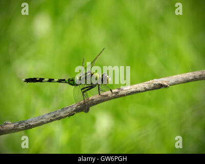 Eine weibliche östliche Pondhawk Libelle sitzt auf einem Ast. Stockfoto