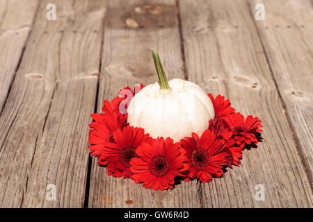 Rote Gerbera Daisies ring einen geschnitzten weißen Casper Kürbis auf einem rustikalen Holztisch an den Urlaub. Stockfoto