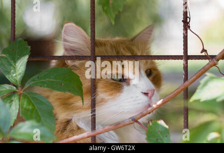 Katze liegend in Käfigen mit traurigen Ausdruck. Extreme Nahaufnahme. Defokussierten unscharfen Hintergrund. Stockfoto