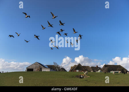 Strohgedeckten Häusern auf eine Insel Erde Hügel, genannt Hallig Langeness in der Nordsee, Schleswig-Holstein, Deutschland Stockfoto