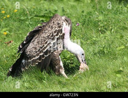 Afrikanische Rüppell Geier (abgeschottet Rueppellii) ernähren sich von Fleisch. Stockfoto