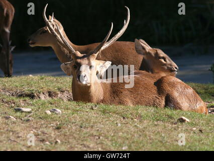 Männliche indische Schwein Hirsch (Axis Porcinus, Hyelaphus Porcinus), gebürtig aus Pakistan nach westlichen Thailand mehrere tut im Hintergrund Stockfoto