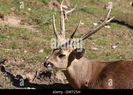 Männliche indische Schwein Hirsch (Axis Porcinus, Hyelaphus Porcinus), Nahaufnahme des Kopfes und Geweih Stockfoto