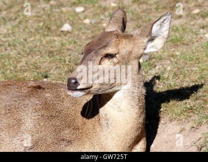 Ruhende weibliche indische Schwein Hirsch (Axis Porcinus, Hyelaphus Porcinus), Nahaufnahme des Kopfes Stockfoto