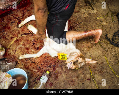 Bangkok, Bangkok, Thailand. 12. Sep, 2016. Ein Mann kniet auf einer Ziege während der Teilnahme an seine Opfer während der Qurbani (rituelle Opferung von Tieren) bei der Feier des Eid al-Adha in Haroon Moschee in Bangkok. Eid al-Adha nennt man auch das Opferfest, das größere Eid oder Baqar-Eid. Es ist das zweite von zwei religiöse Feiertage von Moslems weltweit jedes Jahr gefeiert. Es ehrt die Bereitschaft Abrahams, seinen Sohn als einen Akt der Unterwerfung unter das Gebot Gottes zu opfern. Ziegen, Schafe und Kühe werden nach dem Gottesdienst in der Moschee in ritueller Weise geopfert. Stockfoto