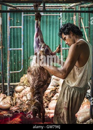 Bangkok, Bangkok, Thailand. 12. Sep, 2016. Frisch geopferten Ziegen und Böcke sind gehäutet und gereinigt während Qurbani (rituelle Opferung von Tieren) bei der Feier des Eid al-Adha in Haroon Moschee in Bangkok. Eid al-Adha nennt man auch das Opferfest, das größere Eid oder Baqar-Eid. Es ist das zweite von zwei religiöse Feiertage von Moslems weltweit jedes Jahr gefeiert. Es ehrt die Bereitschaft Abrahams, seinen Sohn als einen Akt der Unterwerfung unter das Gebot Gottes zu opfern. Ziegen, Schafe und Kühe werden nach dem Gottesdienst in der Moschee in ritueller Weise geopfert. Stockfoto