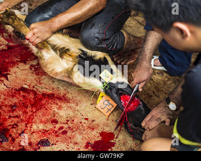 Bangkok, Bangkok, Thailand. 12. Sep, 2016. Während die Qurbani (rituelle Opferung von Tieren) bei der Feier des Eid al-Adha in Haroon Moschee in Bangkok ist eine Ziege geopfert. Eid al-Adha nennt man auch das Opferfest, das größere Eid oder Baqar-Eid. Es ist das zweite von zwei religiöse Feiertage von Moslems weltweit jedes Jahr gefeiert. Es ehrt die Bereitschaft Abrahams, seinen Sohn als einen Akt der Unterwerfung unter das Gebot Gottes zu opfern. Ziegen, Schafe und Kühe werden nach dem Gottesdienst in der Moschee in ritueller Weise geopfert. Stockfoto