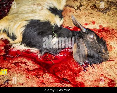 Bangkok, Bangkok, Thailand. 12. Sep, 2016. Eine geopferte Ram blutet während die Qurbani (rituelle Opferung von Tieren) bei der Feier des Eid al-Adha in Haroon Moschee in Bangkok. Eid al-Adha nennt man auch das Opferfest, das größere Eid oder Baqar-Eid. Es ist das zweite von zwei religiöse Feiertage von Moslems weltweit jedes Jahr gefeiert. Es ehrt die Bereitschaft Abrahams, seinen Sohn als einen Akt der Unterwerfung unter das Gebot Gottes zu opfern. Ziegen, Schafe und Kühe werden nach dem Gottesdienst in der Moschee in ritueller Weise geopfert. Stockfoto