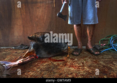 West-Jakarta, Jakarta, Indonesien. 14. Februar 2013. Kopf der Kuh nach Schlachtung während der Feierlichkeiten des Eid al-Adha am 12. September 2016 in Jakarta, Indonesien gesehen. Muslime weltweit feiern Eid Al-Adha, zum Gedenken an den Propheten Ibrahim Bereitschaft, seinen Sohn als ein Zeichen für seinen Gehorsam zu Gott, zu opfern, während dessen sie zulässigen Tiere, meist Ziegen, Schafe und Kühe Opfern. © Afriadi Hikmal/ZUMA Draht/Alamy Live-Nachrichten Stockfoto