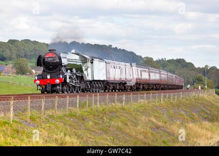 Whitchester, Haltwhistle, Newcastle & Carlisle Railway, Northumberland, UK. 11. September 2016. Flying Scotsman Dampflok LNER A3 Klasse 4-6-2 keine 60103 Überschrift nach Carlisle am letzten Lauf der "The Waverley" Bahn Tour für dieses Jahr. Bildnachweis: Andrew Findlay/Alamy Live-Nachrichten Stockfoto