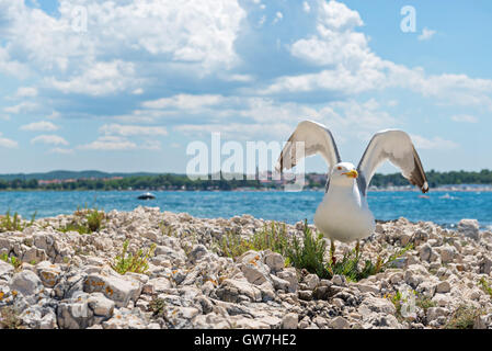 Möwe am felsigen Strand in Istrien Stockfoto