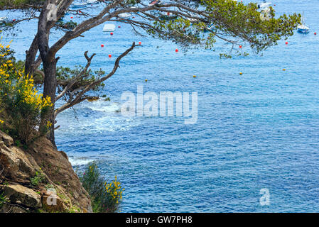 Kiefern auf Felsen Hang über dem Meer. Stockfoto