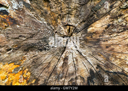 Alten verrottenden Holz Vollformat Nahaufnahme Textur Stockfoto