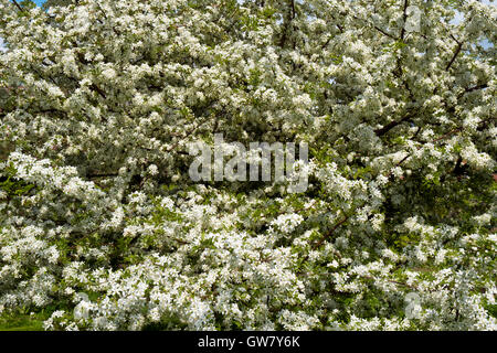 Üppig weiße Frühling Blüte auf einem Schnitt-Blatt Crabapple Baum Stockfoto