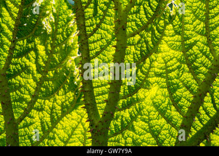 Gunnera Blatt full-Frame hinterleuchtet Textur Stockfoto