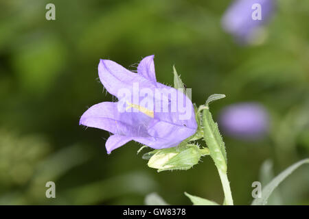 Brennnessel-blättrige Glockenblume - Campanula trachelium Stockfoto