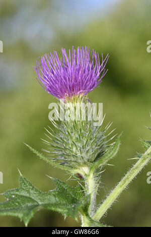 Kratzdistel - Cirsium vulgare Stockfoto