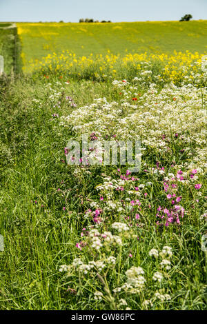 Felder von Raps und Wildblumen Stockfoto