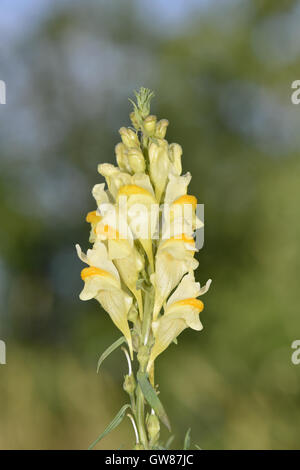 Gemeinsamen Leinkraut - Linaria vulgaris Stockfoto